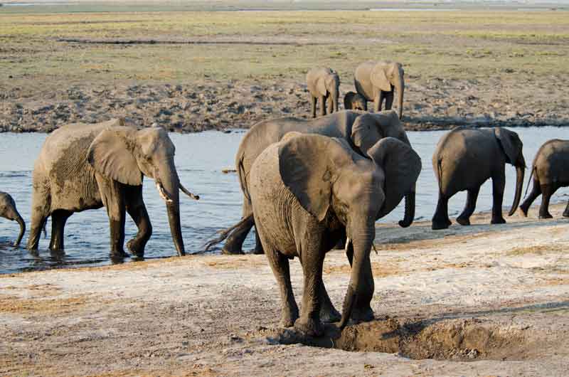 35 - Botswana - elefantes - parque nacional de Chobe